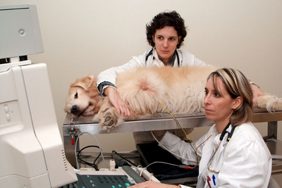 Deux vétérinaires examinant un chien.